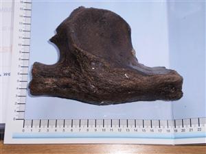 CEMEX_0284: Elephant Atlas